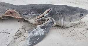 Cặp cá voi sát thủ 'xử đẹp' 20 con cá mập quý hiếm ở Nam Phi