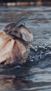 The NEW PXR Deep Mavrik™ 110 – the Ultimate Deep-Water Jerkbait🔥 | Rapala