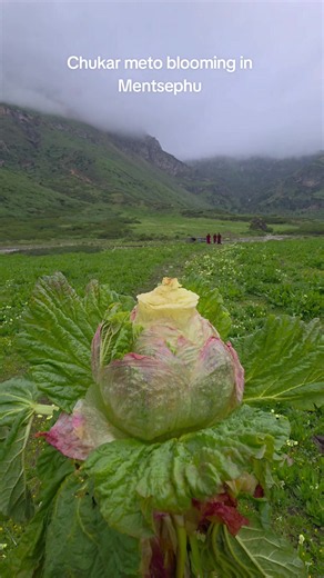 Chukar Meto flower blooming in Mentsephu