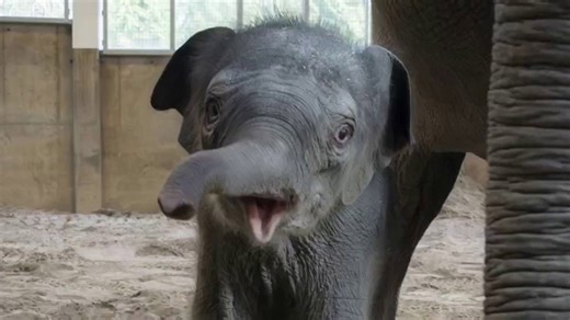 Meet Tula-Tu, the Oregon Zoo’s newborn elephant calf!