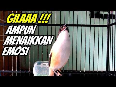 CENDET INI BIKIN EMOSI PENTET LAIN EMOSI NAIK, MASTERAN CENDET FULL ISIAN ISTIMEWAH