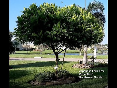 Japanese Fern tree, grows wide. Give her lots of room. Max height 25 ft.
