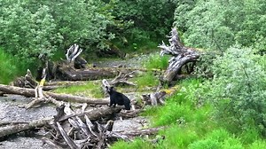 Bear tracks on the trail - the warning we shouldn’t have ignored