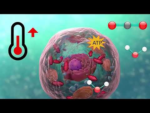 Respirationsprocessen i cellen - Naturfag SOSU