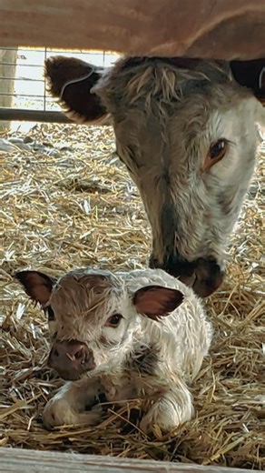 Most cows aren’t born needing a custom lift and brace—but Ivy isn’t most cows. 🐮 This 10-month-old miniature cow from Montrose, Colorado, was born with front leg deformities that threw off her spine and shoulders. But with Derrick’s help, Ivy got a lift (literally—3 books high!) and a brace to help balance her out and keep her moving with her herd. Now she’s standing tall, walking straighter, and living her best life! #WizardOfPaws #WizardOfPawsTV #BYUtv #BionicPets | The Wizard of Paws
