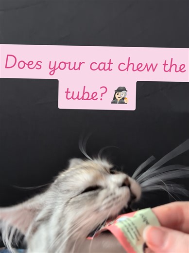 Do you have a cat who chews the churu tube? 🕵🏻‍♀️ This one's for you 👇🏻🐾 Licky Treat Spoon holds the treat and you slide the goodness out for them to lick 🤤😋 💖 Less mess from lots of holes 💖 Keeps meowmy hands clean This has been super handy for us 🐾💡 Check it out for your furry hole puncher 👇🏻🛍️ #cat #cats #kizzycatography #tiktokmademebuyit #trendingproduct