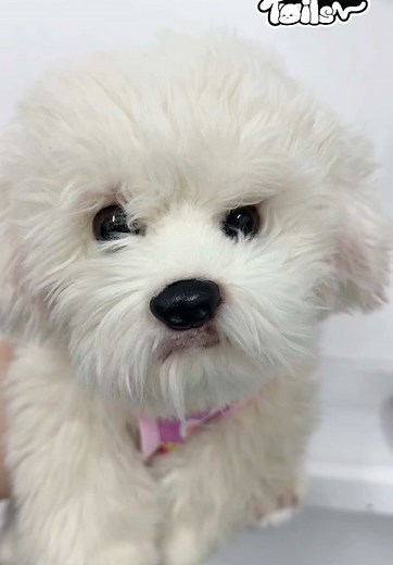 WonderTailsOfficial on TikTok