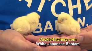 White Japanese Bantam Chickens for Sale | Cackle Hatchery®