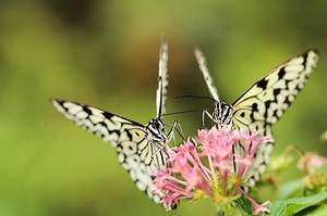8 Spiritual Meanings of Two Butterflies Flying Together
