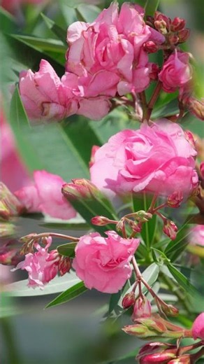 Oleander richtig pflegen #oleander #garden #flowers #pflanzenpflege