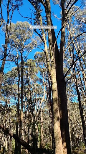 A beautiful day for Forest Therapy! | International Nature and Forest Therapy Alliance