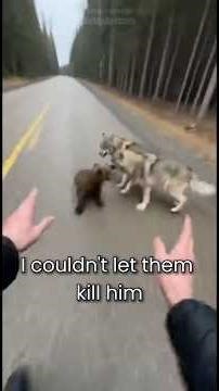 A Pack of Wolves Was Attacking a Baby Bear on the Highway... I Had To Help Him #wholesome #animals