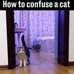 15K views · 294 reactions | Cat Corner on Reels | Facebook