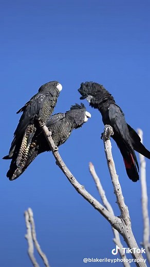 Red-Tailed Black Cockatoos: Majestic Endangered Birds
