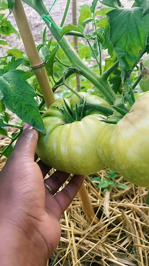 Mon potager familial #potager #jardiner