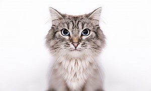 The Friendliest Cat Breeds That Make Great Pets
