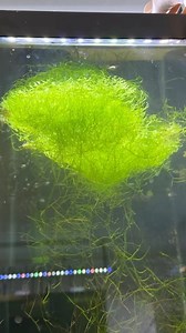 8.1K views · 397 reactions | Making some Riccia Moss Mats for my NEW shrimp tanks! #riccia #moss #liverwort #dakuaquatics #fishkeeping #aquarium #aquariumhobby #fish #aquascape #freshwateraquarium #aquariumfish #plantedtank #aquariums #tropicalfish #fishkeeper #aquascaping #aquariumlife #plantedaquarium #nanofish #aquariumsofinstagram #freshwaterfish #freshwatertank #aquascaper #natureaquarium #freshwater #fishofinstagram #nature #nanotank #fishroom | Daku Aquatics | Facebook