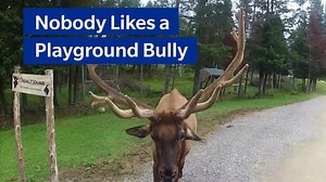 True story of one giant moose -- vs. a swingset. See it to believe it >> | Farmers Insurance