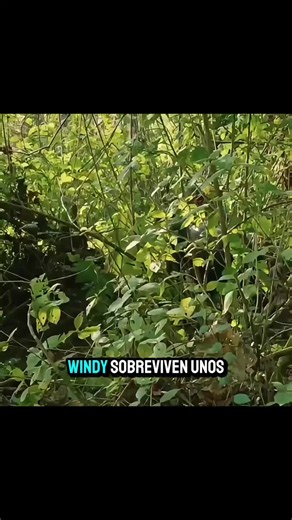 Ejemplares de más de cuatrocientos monos#animalestiktok #viralll #monos