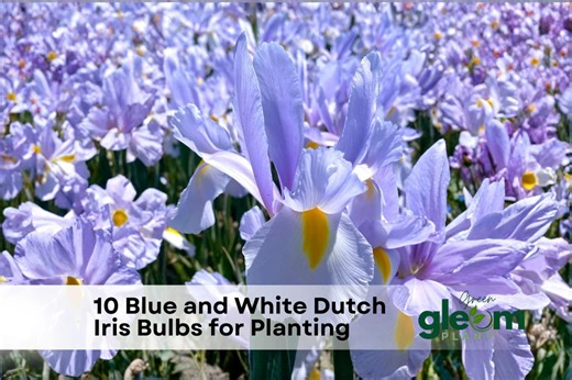 10 Blue and White Dutch Iris Bulbs for Planting | Iris Hollandica Flower Bulb - Etsy