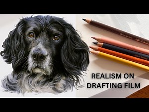 How to Draw a Spaniel Dog on Drafting Film - Beginner Techniques for Realistic Fur - Colour Pencil