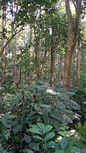 Woodland short video | Nature short video | Jungle safari short video | short trip | relaxing