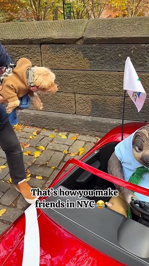 Can’t wait to watch Zootopia 2 on November 26 🦥 #zootopia #zootopia2 #sloth #doglover #funnyvideos #flashthesloth #zootopiaedit | Girlfromjerseycity