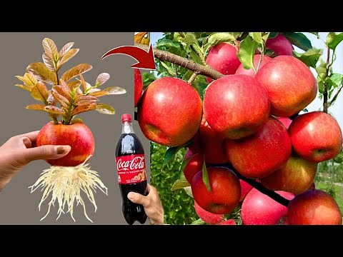 LIVE🔴 🌿From Seed to Sapling: Your Guide to Growing an Apple Tree🍎
