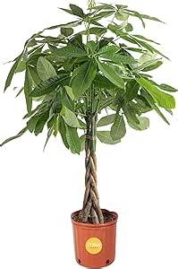 Costa Farms Live Money Tree (Pachira Aquatica), 3-4 Feet Tall, Large Indoor Plant with Braided Trunk, Easy Care Floor Plant in 10-Inch Plant Pot, Pet Friendly Housewarming Gift & Office Decor