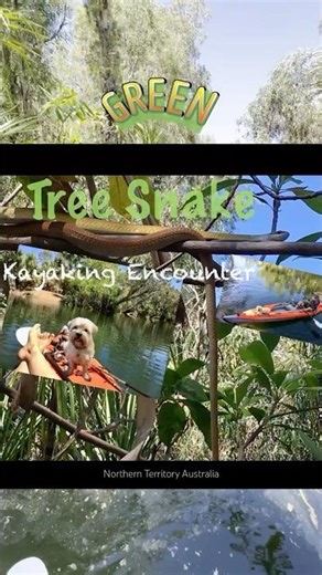 Green Australian Tree Snake encounter in the Northern Territory ,while Kayaking. #snake#kayak#nature
