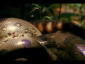 Anaconda Attack