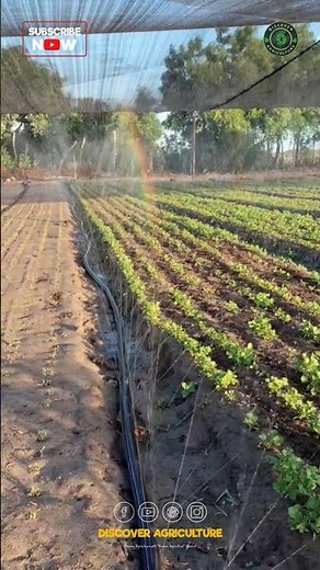 Rain Irrigation System