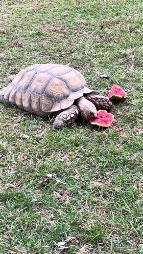 Exploring the Fascinating World of Reptiles
