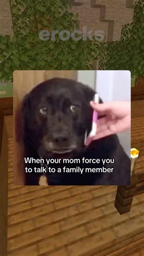 Animal Memes