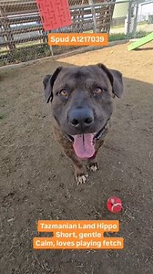 2.2K views · 83 reactions | @maegan4thedogs with SPUD! Spud A1217039...