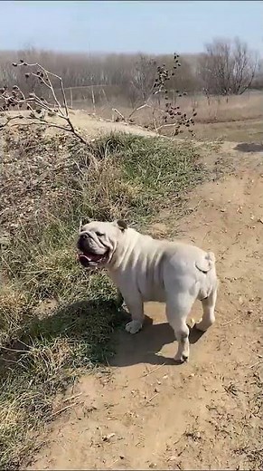 English Bulldog life :) #dogcasttv #bulldog #englishbulldoglife