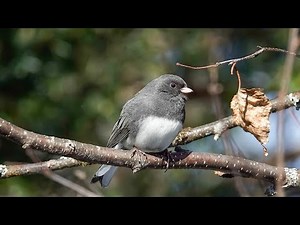 Dark-eyed Junco: Identification (28 February 2025)