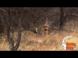 Lioness Hunt