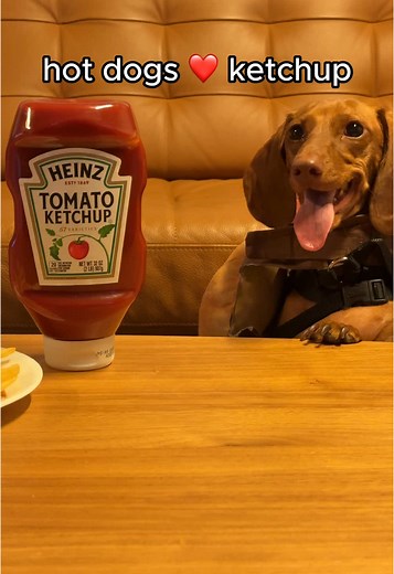 Celebrate National Dress Up Your Pet Day with Heinz