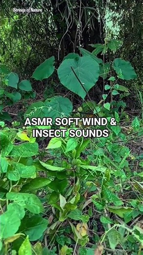 ASMR Soft Wind and Insect Sounds for Relaxation #Shorts #short
