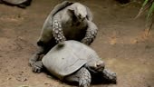 Two turtles mating.