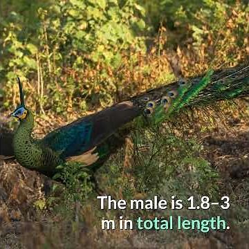 Green Peafowl || Description and Facts!