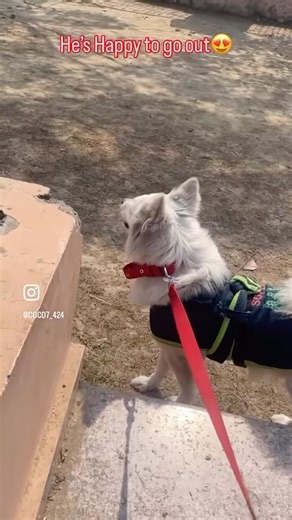 Happy to go out🥰 #viralvideo #trendingsong #trending #funny #comedysong #shortsfeed #doglover