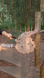 Trapped the Big Bee! | Bombo Marley