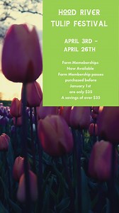 **🌷 Hood River Tulip Festival: Coming April 2025! 🌷** Get ready to step into a rainbow of blooms at the **Hood River Tulip Festival**, hosted by Packer Orchards! This spring, our farm will transform into a breathtaking sea of vibrant tulips—a picture-perfect outing for the whole family. 📸✨ 🌼 **What to expect:** 🌷 Endless tulip fields for exploring & photos 🌸 Farm-fresh treats from our bakery 🎁 Unique gifts & local goods in the Sales Barn Mark your calendars and join us in celebrating the 