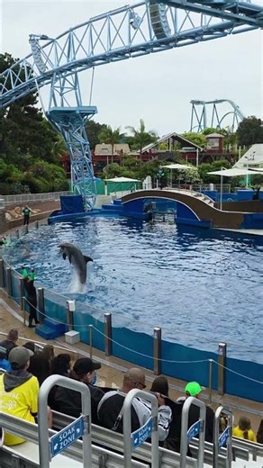 Pair of Dolphins Jump