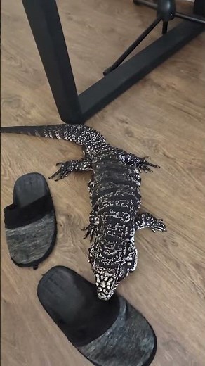 Mila the lizard hunts slippers