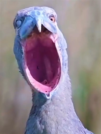 Cheetah's Incredible Speed: 180 km/h Chase