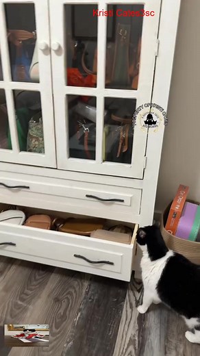 71K views · 3.5K reactions | Oh no  my bad #catsoftiktok #foryourpage _#3southern #reels #viral #loves #tiktok #videos | Kristi W Cattes | Facebook