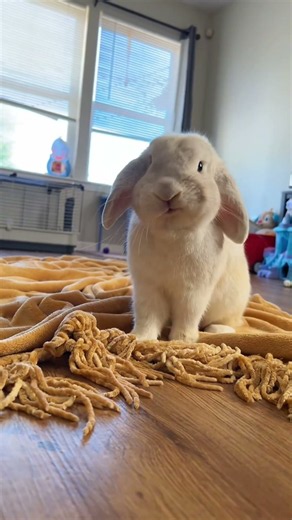 Grouchy Rabbits Compilation 🐰😒 #rabbitsofyoutube #cuteanimals